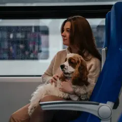 Ile kosztuje bilet dla psa w pociągu? Cennik i zasady 2025