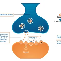 Schema einer Synapse: Dopamin-Vesikel, Dopamin-Rezeptoren und Antipsychotika.