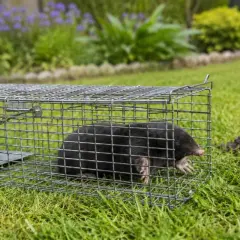 Kret w pułapce na trawniku. Skuteczny sposób, jak pozbyć się kreta i chronić ogród.