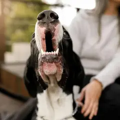 Gros plan sur un chien qui aboie, gueule ouverte et dents visibles. Une personne est assise derrière.