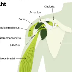 Schulterblatt-Anatomie: Deltoideus, Rotatorenmanschette, Humerus, Scapula. Bei einem Nerv im Schulterblatt eingeklemmt was tun?