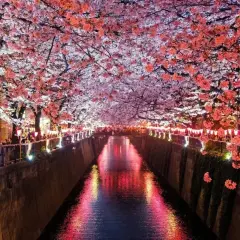 Kirschblüten über einem Kanal in Japan, beleuchtet von Laternen. Auch wenn **ist Japan teuer**, diese Anblicke sind unbezahlbar.