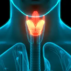 Anatomia krtani, widok z przodu, z podświetlonymi strukturami.