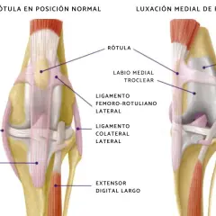 Anatomía comparada de la rodilla de un perro: rótula en posición normal vs. luxación medial de rótula, mostrando ligamentos y estructuras óseas.