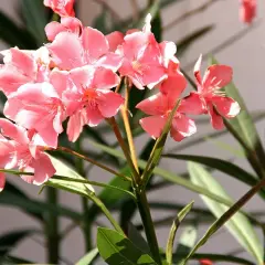 Adelfa en maceta, con sus delicadas flores rosadas y hojas verdes, ilumina el espacio.