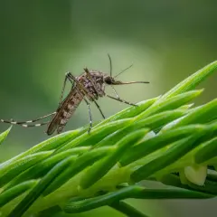 Komar siedzący na zielonej gałązce iglaka.