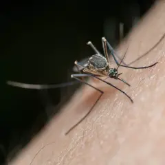 Un moustique sur la peau, prêt à piquer. Il est temps de se débarrasser des moustiques à l'extérieur pour profiter de l'été.