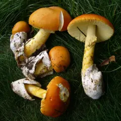 Hongos de color naranja brillante, algunos con volvas blancas, sobre hierba verde. ¡Cuidado! Podrían ser amanita caesarea venenosa.