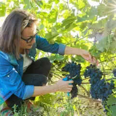 Kiedy sezon na winogrona? Poznaj najlepszy czas na zbiory