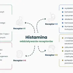Schemat działania histaminy na receptory H1-H4, kluczowy dla zrozumienia nietolerancji histaminy i jej leczenia.