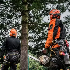 Drwale w sprzęcie ochronnym przy drzewie. Zastanawiasz się, ile kosztuje wycięcie drzewa?