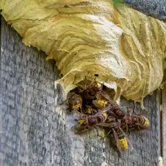 Mehrere deutsche Hornissen verlassen ihr Wespennest an einer Holzstruktur.