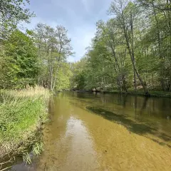 Zielona, bujna roślinność nad krystalicznie czystą rzeką. To idealne miejsce na relaks i odkrywanie lubuskich atrakcji.