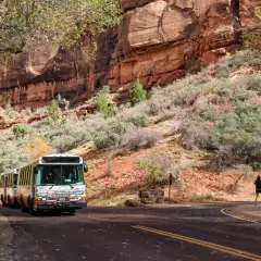 Shuttlebusse fahren durch den Zion Nationalpark, vorbei an roten Felswänden und Herbstlaub.