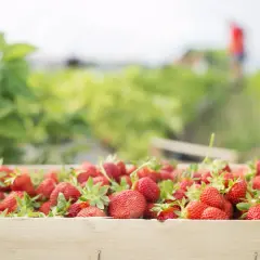 Skrzynka pełna soczystych truskawek, gotowych do zbioru. Różne odmiany truskawek dojrzewają na polu w tle.