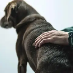 Main d'un vétérinaire caressant un chien brun, peut-être pour le réconforter face à une insuffisance rénale canine.