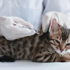 Veterinario administra inyección a gatito. Podrían ser anticonceptivos para gatas o vacunas.