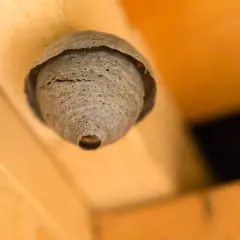 Osy śpią w nocy w swoim papierowym gnieździe, które wisi pod drewnianym sufitem.