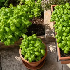 Des plants de basilic luxuriants poussent dans un pot en terre cuite et une jardinière suspendue. Idéal pour savoir où planter le basilic pour une récolte abondante.