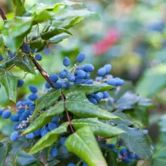 Mahonia pospolita właściwości lecznicze: niebieskie owoce i zielone liście na gałązce.