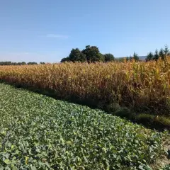 Pole kukurydzy obok zielonej roślinności. Monokultura kukurydzy dominuje krajobraz, tworząc złocisty dywan pod błękitnym niebem.