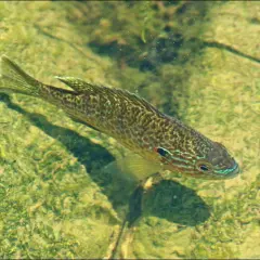 Un poisson perche soleil aux couleurs vives nage dans une eau claire, sur un fond verdoyant et rocheux.