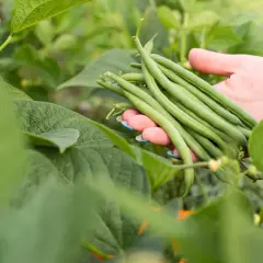 Ręka zbiera świeżą, zieloną fasolkę szparagową z krzaka. To najlepsza odmiana fasoli szparagowej, idealna do letnich dań.