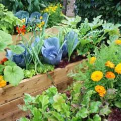 Ein üppiger Hochbeetgarten mit Kohl, Lauch, Kürbis und bunten Blumen. Perfekt, um zu sehen, was im August pflanzen.