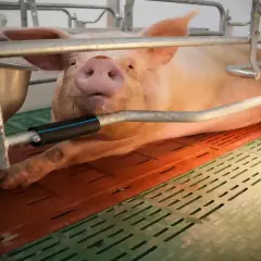 Un maiale rosa, sdraiato su una griglia, sembra sudare mentre un tubo metallico gli passa vicino.