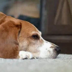 Cane beagle sdraiato, con sguardo malinconico. Pensa a cosa dare al cane con diarrea per farlo stare meglio.