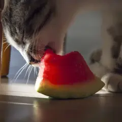 A tabby cat nibbles on a slice of watermelon, exploring if cats eat watermelon.