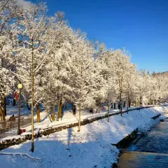 Zimowe szlaki turystyczne dla dzieci w Wiśle. Śnieżne drzewa nad rzeką, słoneczny dzień.