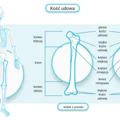 Szkielet człowieka z zaznaczoną kością udową. Ilustracja pokazuje, ile człowiek ma kości, szczegółowo omawiając budowę kości udowej.