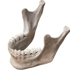 Anatomical model showing the human żuchwa with teeth.