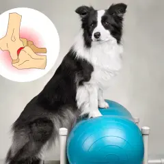 Effektive Medikamente gegen Arthrose bei Hunden: Schmerzlinderung und mehr