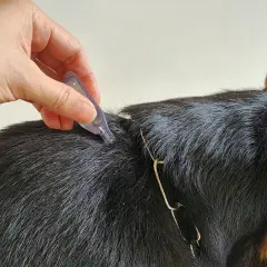 Mano aplica tratamiento antipulgas en la nuca de un perro.