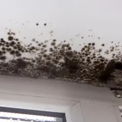 Dunkle Stockflecken im Keller breiten sich an der Decke und am Fensterrahmen aus.