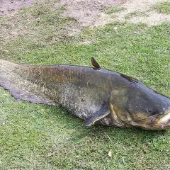 Un gran siluro pez descansa sobre la hierba, su cuerpo alargado y cabeza ancha capturan la atención.
