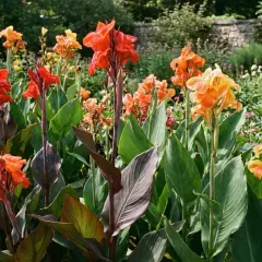Kwitnące **canna** w odcieniach czerwieni i pomarańczy, z zielonymi liśćmi, na tle kamiennego muru.