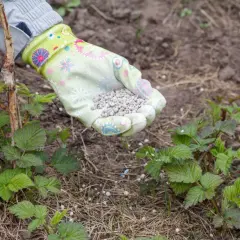 Ręka w rękawiczce rozsypuje granulowany nawóz wokół młodych pędów malin, zapewniając im prawidłowe nawożenie.
