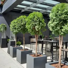 Krzewy w donicach przed domem tworzą zieloną alejkę. W tle stoliki i krzesła restauracyjne.