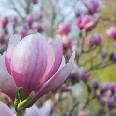 Piękna, różowa magnolia, jedna z wielu odmian kwitnących wiosną.