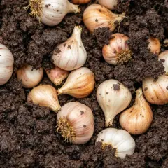 Des gousses d'ail prêtes à planter dans la terre sombre. L'ail est une plante aromatique facile à cultiver.