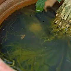 Dans un pot de fleurs, l'eau stagnante abrite de nombreuses larves de moustiques, se déplaçant parmi les racines et les débris végétaux.