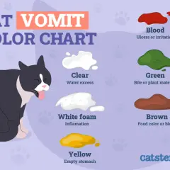 Cat vomit color chart. If your cat is throwing up white foam, it may indicate inflammation. Other vomit colors include clear, green, brown, and yellow.