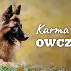 Ile suchej karmy dla owczarka niemieckiego - unikaj błędów w karmieniu
