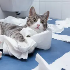 A tabby cat lies amidst shredded toilet paper, looking guilty. Perhaps this is why does my cat follow me to the bathroom - for the entertainment!