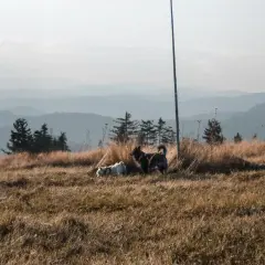 Dwa psy, jeden biały, drugi ciemny, odpoczywają na trawiastym zboczu Turbacza.