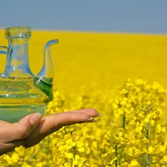 Szklana karafka z olejem z rzepaku na dłoni, na tle kwitnącego pola rzepaku. Tak właśnie co się robi z rzepaku.