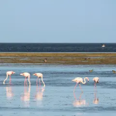 Różowe flamingi brodzą w płytkiej wodzie na wyspie Djerba. W tle ciemne morze i błękitne niebo.